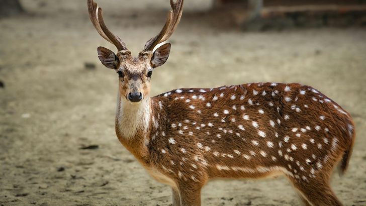 https://salarnews.in/public/uploads/images/newsimages/maannewsimage04092026_204626_spotted deer.jpg